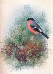 Camachuelo - Pyrrhua europaea, c1910, 1910