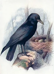 Cuervo - Corvus corone, c1910, 1910
