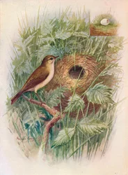 Mosquitero - Phylloscopus rufus, c1910, 1910
