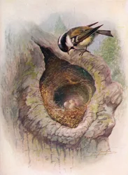 Carbonero - Parus ater