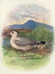 Gaviota Común - Larus canus, c1910