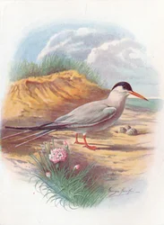 Charrán común - Sterna fluviatilis, c1910, 1910