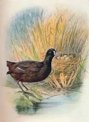 Focha - Fulica atra, c1910, 1910