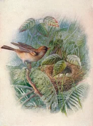 Curruca mosquitera - Sylvia hortensis, c. 1910