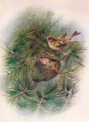 Reyezuelo - Regulus cristatus, c1910