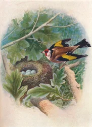 Jilguero - Carduelis elegans, c1910, 1910