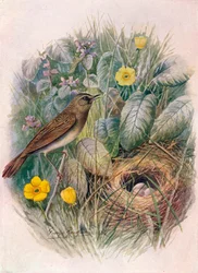 Buscarla unicolor - Locustella naevia, c1910