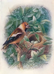 Picogordo - Coccothraustes vulgaris, c. 1910, 1910
