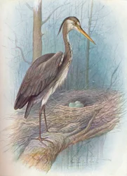 Garza - Ardea cinerea, c1910