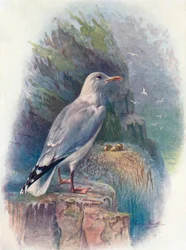 Gaviota argéntea - Larus argentatus, c1910, 1910