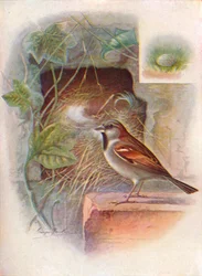 Gorrión común -- Passer domesticus, c1910, 1910