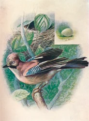 Arrendajo- Garrulus glandarius, c1910