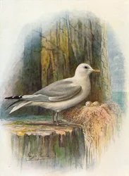 Gaviota tridáctila - Rissa tridactyla, c1910, 1910