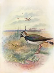 Avefría o Avefría - Vnellus vulgaris, c. 1910
