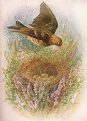 Bisbita pratense - Anthus pratensis, c1910, 1910