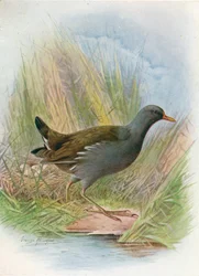 Gallineta común o gallineta de agua - Gallinula chloropus, hacia 1910, 1910
