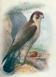 Halcón Peregrino - Falco peregrinus, c1910