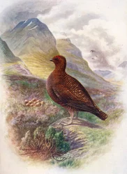 Lagópodo escocés - Lagopus scoticus, hacia 1910, 1910