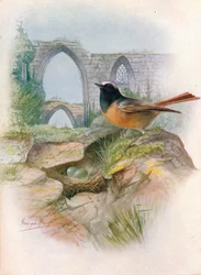 Colirrojo real - Ruticilla phoenicurus, hacia 1910, 1910