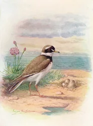 Chorlitejo grande - Aegialitis hiaticola, c. 1910