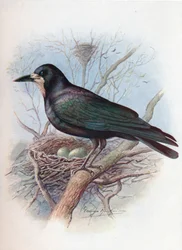 Grajo - Corvus frugilegus, c1910, 1910