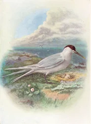 Charrán patinegro - Sterna cantiaca, hacia 1910, 1910