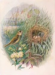 Carricero Común - Acrocephalus phragmitis, c1910, 1910