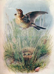 Alondra - Alauda arvensis, c1910, 1910
