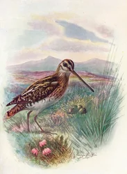 Agachadiza - Gallinago coelestis, hacia 1910, 1910