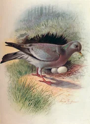 Paloma Torcaz - Columba oenas