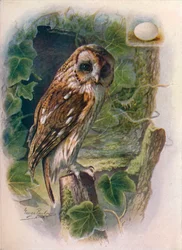 Búho pardo - Syrnium aluco, c1910, 1910