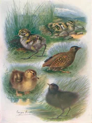 Tipos de polluelos nidífugos, c1910, 1910