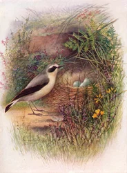 Collalba gris - Saxicola oenanthe, c1910