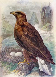 Águila de cola blanca o águila marina - Haliaetus albicilla, c1910, 1910
