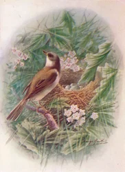 Curruca - Sylvia cinerea, c1910