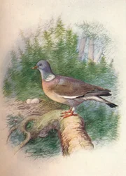 Paloma torcaz o paloma de collar - Columba palumbus, c. 1910