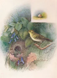 Mosquitero Silbador - Phylloscopus sibilatrix, c1910, 1910