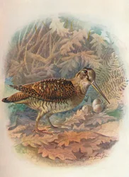 Chocha perdiz - Scolopax rusticula, hacia 1910, 1910