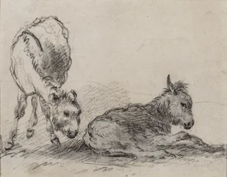 Potros de burro