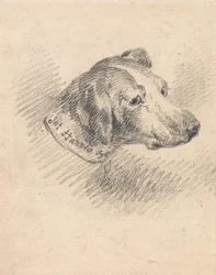 Cabeza de sabueso
