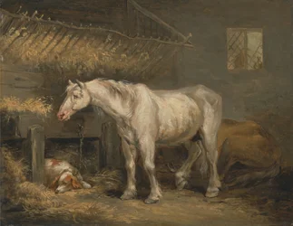 Caballos viejos con un perro en un establo