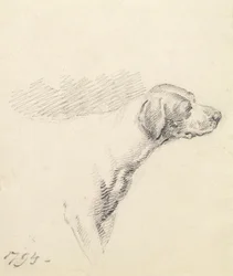 Estudio de un sabueso, 1794