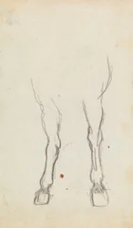 Estudio de las patas delanteras de un caballo