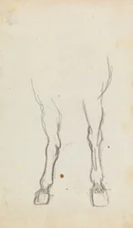 Estudio de las pezuñas de un caballo