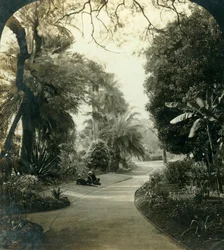 Camino en el Queens Park, Brisbane, Australia, c. 1909