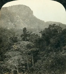 Vegetación Tropical en la Garganta del Río Barron,...Cairns, Queensland, Australia, c1909