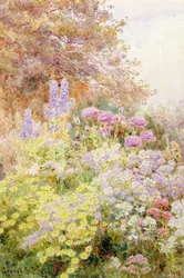 Anthemis, amapolas y espuela de caballero