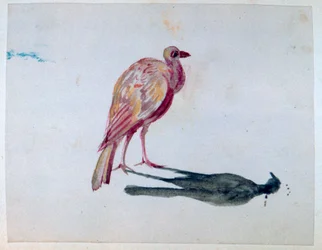 Pájaro, 1820-1876