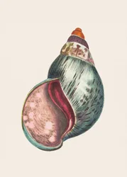 Bulla de ágata