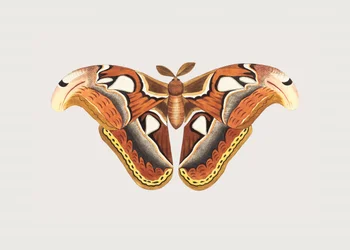 Polilla Atlas